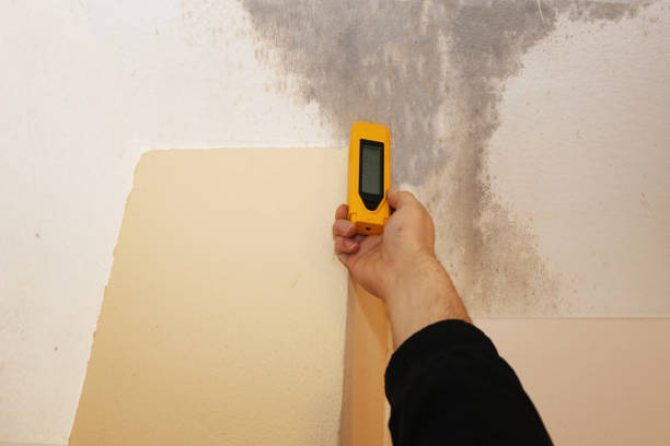 Professional Mold Removal in Forsgate, NJ