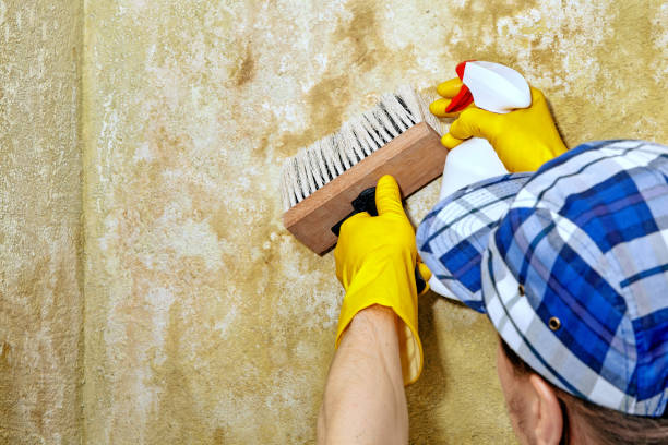 Best Basement Mold Removal  in Forsgate, NJ